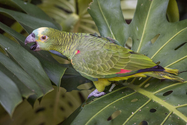 Green Parrot in Birds Park in Foz do Iguacu, Parana State, South Brazil