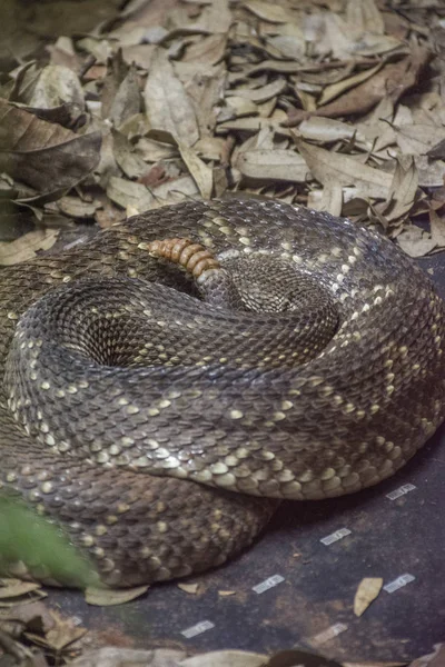 Serpiente Refugio Biológico Bela Vista Foz Iguacu Estado Paraná Sur — Foto de Stock