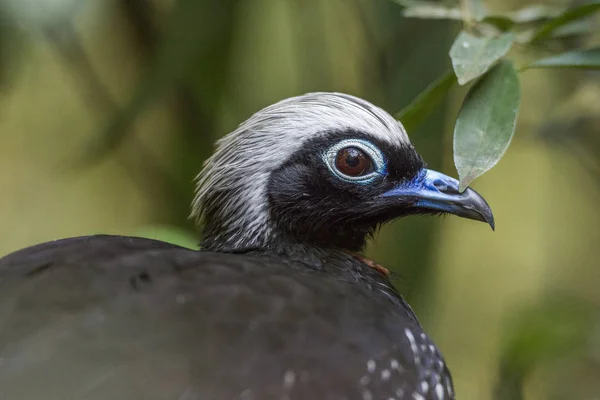 Vista Vicino Black Fronted Piping Guan Nel Parco Degli Uccelli — Foto Stock