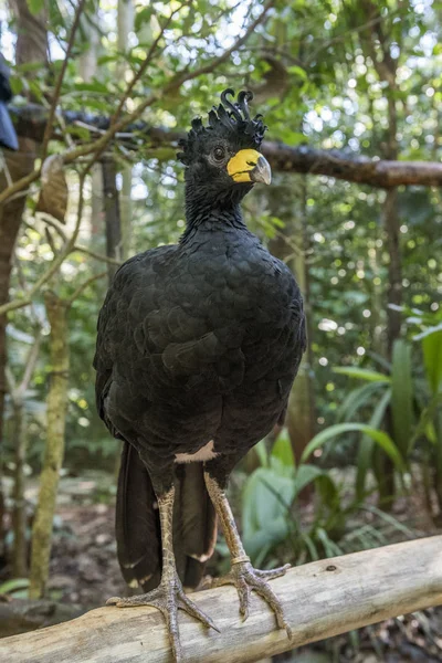 Curassow Dal Volto Nudo Nel Parco Degli Uccelli Foz Iguacu — Foto Stock