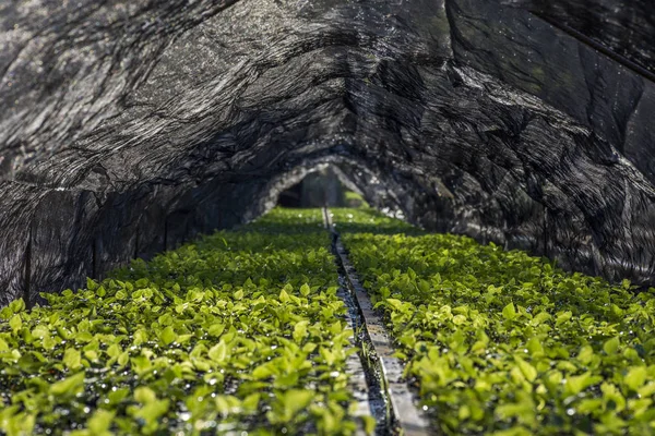 Zaailingen Voor Herbebossingproject Biologische Toevlucht Bela Vista Parana Staat Zuid — Stockfoto