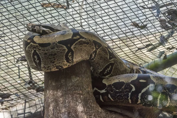 Big Boa Constrictor Serpiente Parque Aves Foz Iguacu Estado Paraná — Foto de Stock