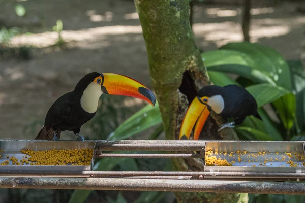 Toco Toucans Nutre Nel Parco Degli Uccelli Foz Iguacu Stato — Foto Stock