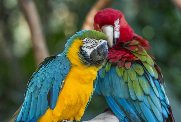 Colorful red, yellow and blue macaws in Birds Park in Foz do Iguacu, Parana State, South Brazil