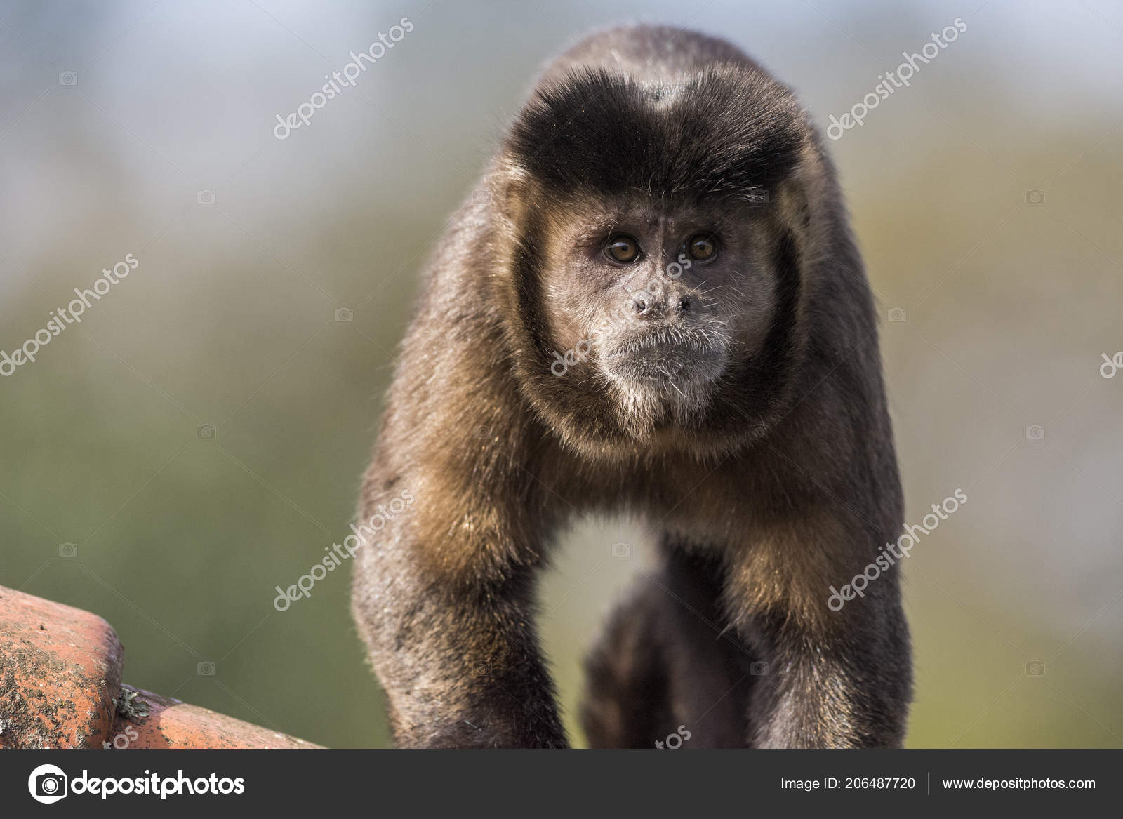 Brazilian Monkey, Macaco Prego Stock Image - Image of cebus, tuft