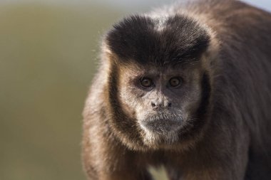 Güzel Capuchin maymunu portre fayans-çatı Atlantik yağmur ormanları, Itatiaia Milli Parkı, Serra da Mantiqueira, Rio de Janeiro, Brezilya için üzerinde