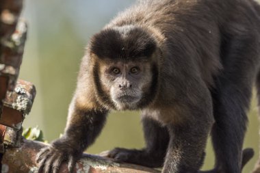 Beautiful Capuchin Monkey portrait on tile-roof in the Atlantic Rainforest of Itatiaia National Park, Serra da Mantiqueira, Rio de Janeiro, Brazil clipart