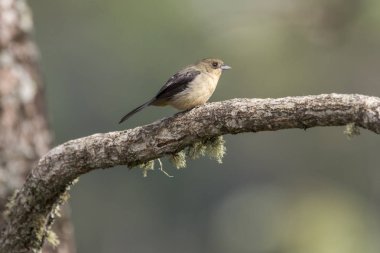 Güzel Atlantik Rainforest kahverengi ve siyah kuş (Tanager, siyah goggled Lanio melanops) Itatiaia Milli Parkı, Serra da Mantiqueira, Rio de Janeiro, Brezilya için
