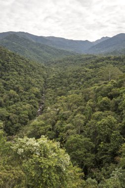 Güzel yeşil Atlantik Rainforest peyzaj Itatiaia Milli Parkı, Serra da Mantiqueira, Rio de Janeiro, Brezilya için