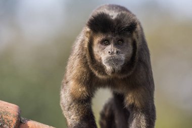 Güzel Capuchin maymunu portre fayans-çatı Atlantik yağmur ormanları, Itatiaia Milli Parkı, Serra da Mantiqueira, Rio de Janeiro, Brezilya için üzerinde