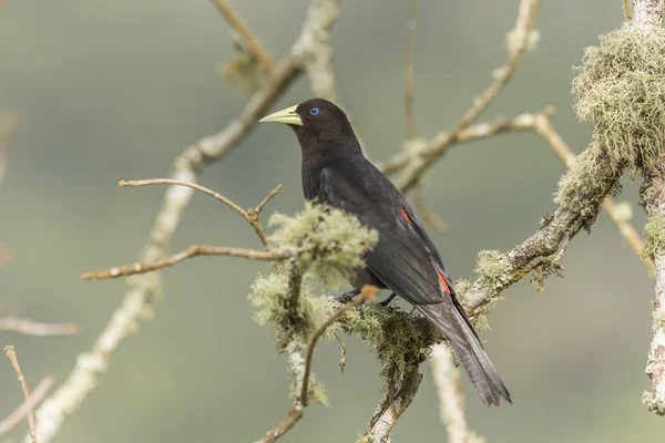 Όμορφο Τροπικό Δάσος Του Ατλαντικού Μαύρο Πουλί Cacicus Haemorrhous Κόκκινο — Φωτογραφία Αρχείου