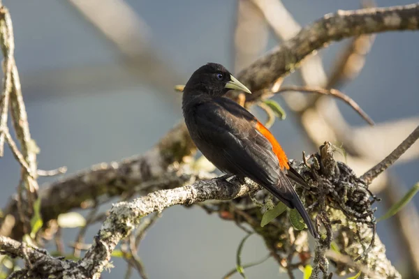 Güzel Atlantik Rainforest Siyah Kuş Cacicus Haemorrhous Kırmızı Sırtlı Cacique — Stok fotoğraf