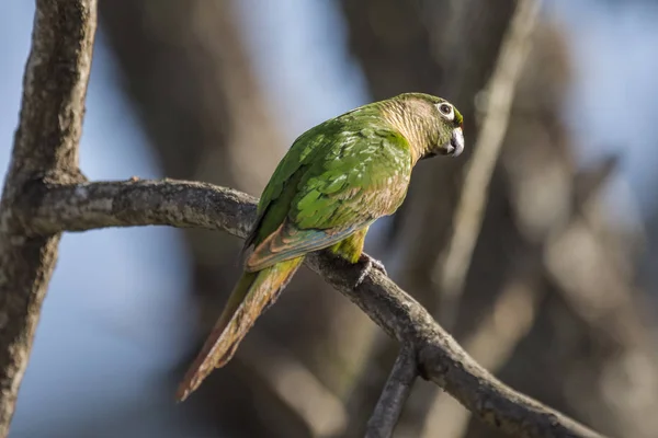 Itatiaia Mantiqueira 자네이 브라질에서 대서양 열대우림 앵무새 Pyrrhura Frontalis — 스톡 사진