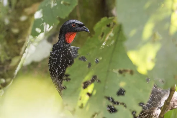 Beautiful Atlantic Rainforest Black Bird Dusky Legged Guan Penelope Obscura — Stock Photo, Image