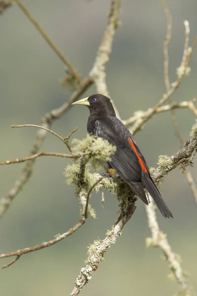 Beautiful Atlantic Rainforest Black Bird Cacicus Haemorrhous Red Rumped Cacique — Stock Photo, Image