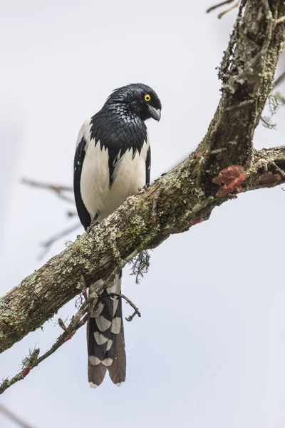 Красиві Атлантичний Ліс Чорний Білий Птах Cissopis Leverianus Tanager Сорока — стокове фото