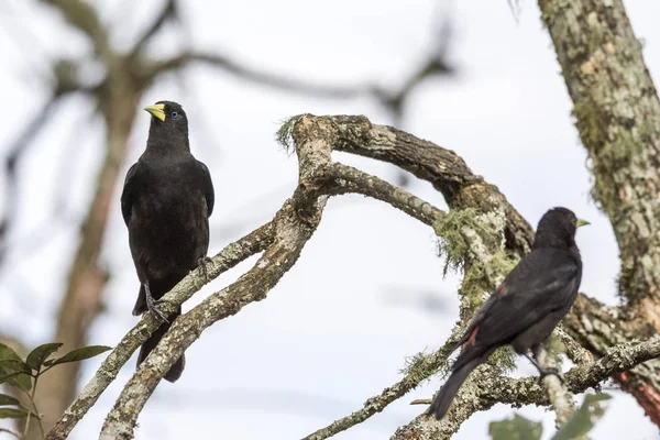 Beautiful Atlantic Rainforest Black Bird Cacicus Haemorrhous Red Rumped Cacique — Stock Photo, Image