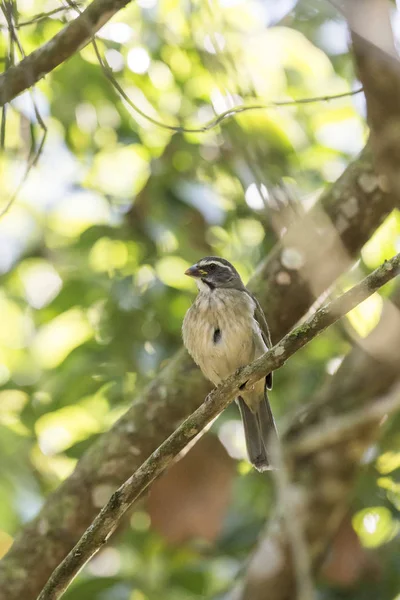 Wunderschöner Atlantischer Regenwaldvogel Grünflügeliger Saltator Saltator Similis Itatiaia Nationalpark Serra — Stockfoto