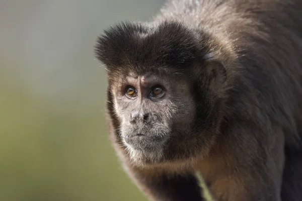 Hermoso Retrato Mono Capuchino Techo Baldosas Selva Atlántica Del Parque — Foto de Stock