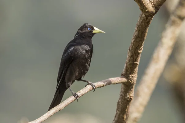 Hermoso Pájaro Negro Selva Tropical Atlántica Cacicus Haemorrhous Red Rumped —  Fotos de Stock