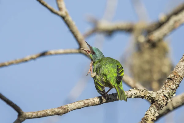 대서양 열대우림 파란색과 Dacnis Dacnis Cayana Itatiaia Mantiqueira 자네이 브라질에 — 스톡 사진