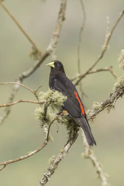 Beautiful Atlantic Rainforest black bird (Cacicus haemorrhous, Red-rumped Cacique) in Itatiaia National Park, Serra da Mantiqueira, Rio de Janeiro, Brazil