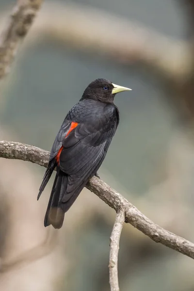 Beautiful Atlantic Rainforest Black Bird Cacicus Haemorrhous Red Rumped Cacique — Stock Photo, Image