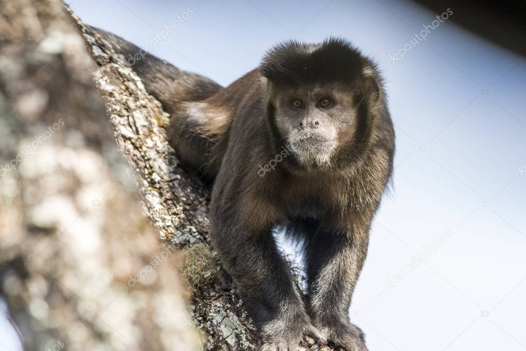 Beautiful Capuchin Monkey portrait on tree branch in Itatiaia National Park, Serra da Mantiqueira, Rio de Janeiro, Brazil