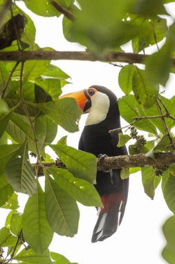 Alto Paraiso, Chapada dos Veadeiros, Goias, merkezi Brezilya cerrado bitki örtüsü ağacında Toco Toucan kuş