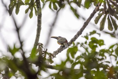 Kestane kulaklı Aracari Chapada dos Veadeiros, Goias, merkezi Brezilya ağaç üzerinde