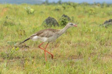 Kınalı Seriema kuş türü cerrado bitki örtüsü, Chapada dos Veadeiros, Goias, merkezi Brezilya