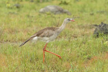Kınalı Seriema kuş türü cerrado bitki örtüsü, Chapada dos Veadeiros, Goias, merkezi Brezilya