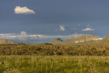 Bir güzel Pepalantus bitkilerin günbatımı ışık, Chapada dos Veadeiros, Goias, merkezi Brezilya tarafından doğal cerrado Bahçe Peyzaj