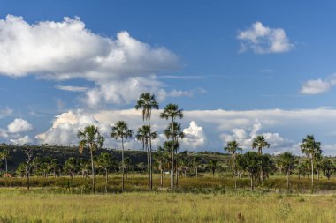 Güzel cerrado peyzaj ve bitki örtüsü Chapada dos Veadeiros, Goias, merkezi Brezilya