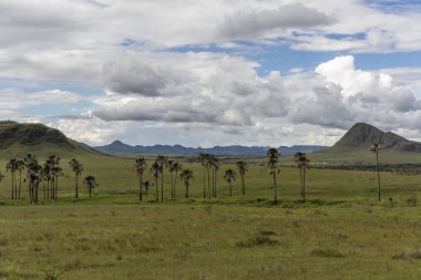Buriti palmiye ağaçları Chapada dos Veadeiros, Goias, merkezi Brezilya Maytrea bahçesinde, güzel cerrado bitki örtüsü yatay