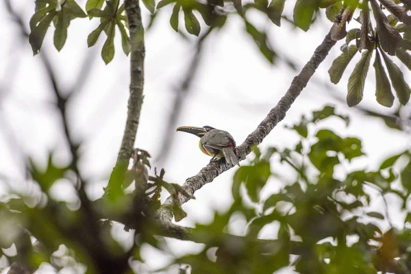 Kestane kulaklı Aracari Chapada dos Veadeiros, Goias, merkezi Brezilya ağaç üzerinde
