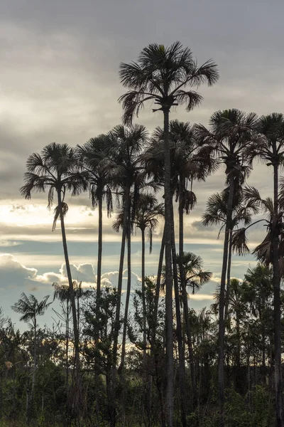 Paisaje Con Siluetas Palmeras Buriti Contra Hermosas Nubes Del Atardecer — Foto de Stock