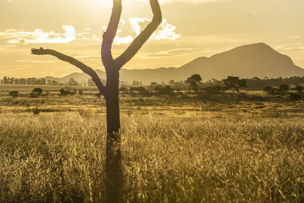 Solnedgång Vacker Cerrado Vegetation Landskap Med Enda Ensamt Träd Silhouette — Stockfoto