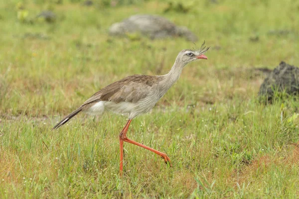 Czerwonych Nogach Ptaków Czerwononoga Cerrado Roślinność Chapada Dos Veadeiros Goias — Zdjęcie stockowe