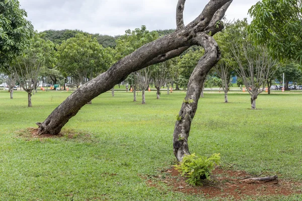 Árboles Parques Públicos Áreas Verdes Centro Brasilia Distrito Federal Capital — Foto de Stock