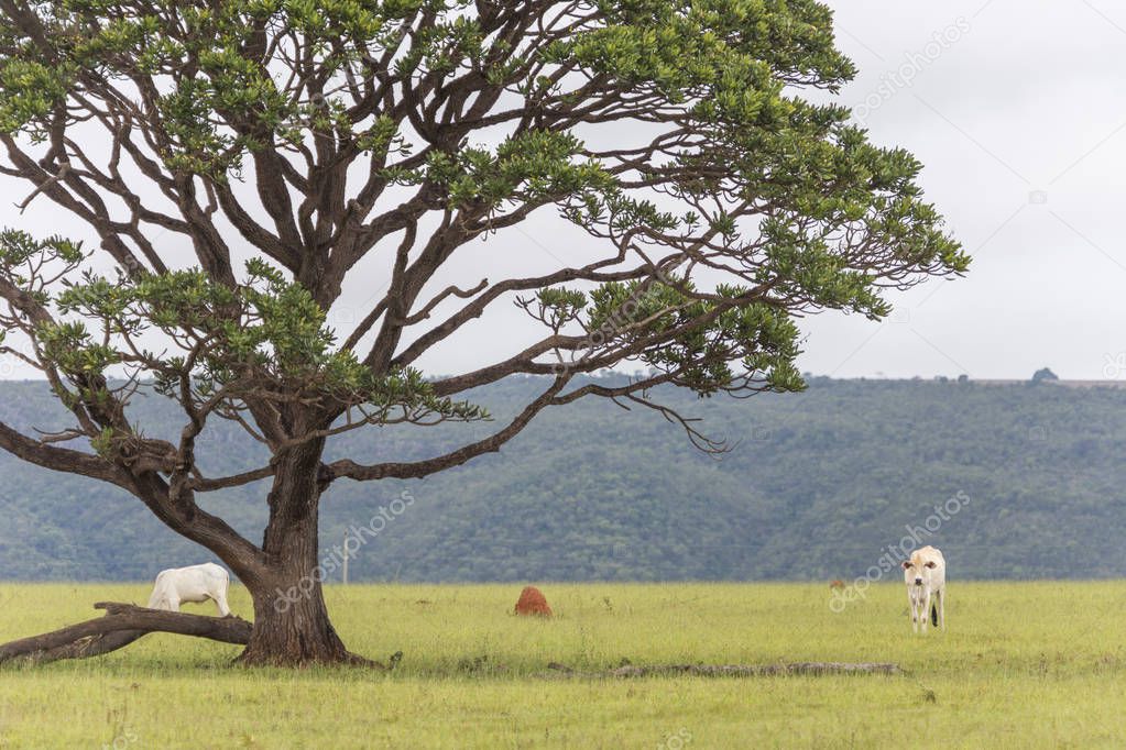Big beautiful tree on a cerrado pasture field, Chapada dos Veadeiros, Goias, central Brazil