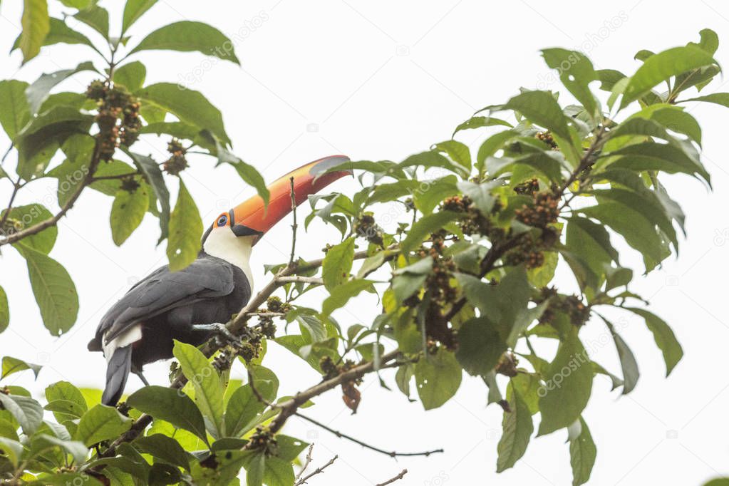 Toco Toucan bird on tree in the cerrado vegetation in Alto Paraiso, Chapada dos Veadeiros, Goias, central Brazil