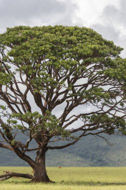 Büyük güzel ağaç üzerinde bir cerrado mera alanı, Chapada dos Veadeiros, Goias, merkezi Brezilya