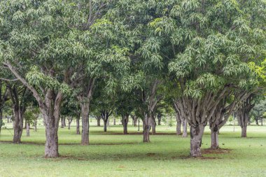 Ağaçlar Park ve yeşil alanlar merkezi Brasilia, Federal bölge, sermaye city, Brezilya