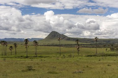 Buriti palmiye ağaçları Chapada dos Veadeiros, Goias, merkezi Brezilya Maytrea bahçesinde, güzel cerrado bitki örtüsü yatay
