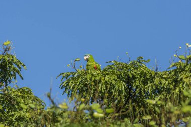 Yeşil papağan üzerinde ağaç ve blue sky Chapada dos Veadeiros, Goias, merkezi Brezilya