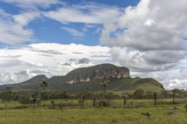 Buriti palmiye ağaçları Chapada dos Veadeiros, Goias, merkezi Brezilya Maytrea bahçesinde, güzel cerrado bitki örtüsü yatay