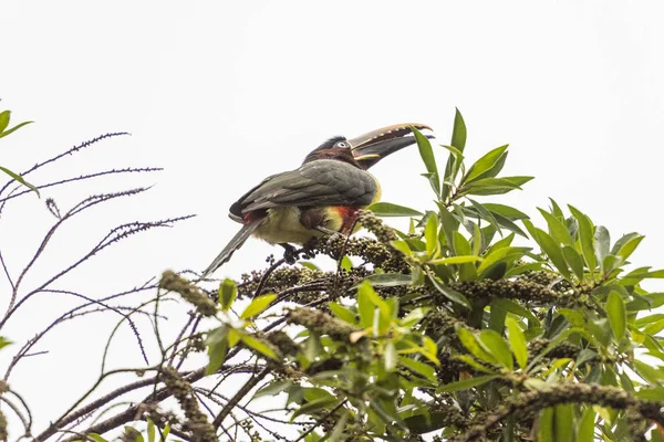 Aracari Orelhas Castanhas Árvore Chapada Dos Veadeiros Goiás Brasil Central — Fotografia de Stock