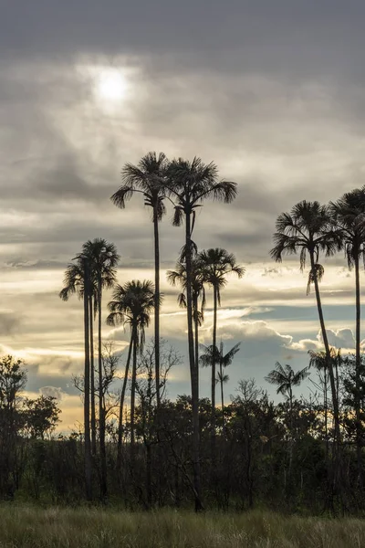 Landschap Met Silhouetten Van Buriti Palmbomen Tegen Mooie Zonsondergang Wolken — Stockfoto