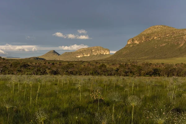 Landscape Beautiful Pepalantus Plants Natural Cerrado Garden Sunset Light Chapada — Stock Photo, Image